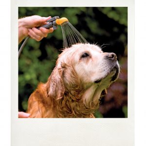 4140 PortaShowerPolaroid-Dog