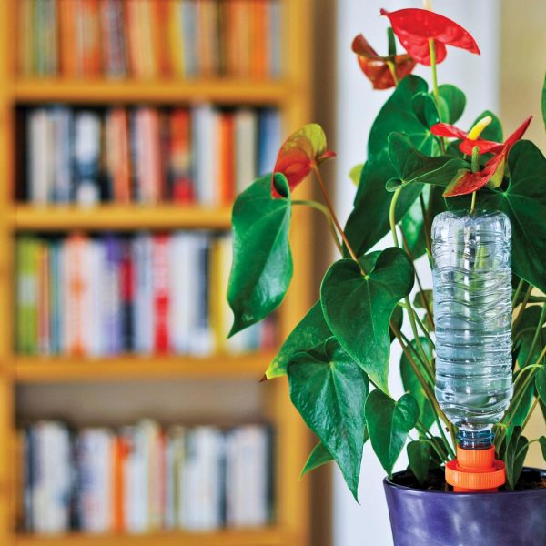 Indoor Watering